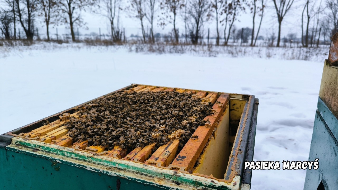 Czy pszczoły pod powałką zimą oznaczają głód w rodzinie?