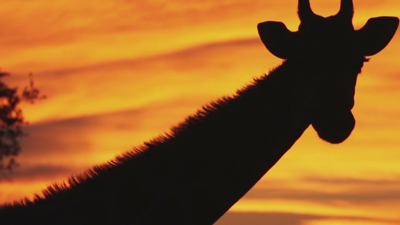 The Story of West African Music - How it conquered the world (5)