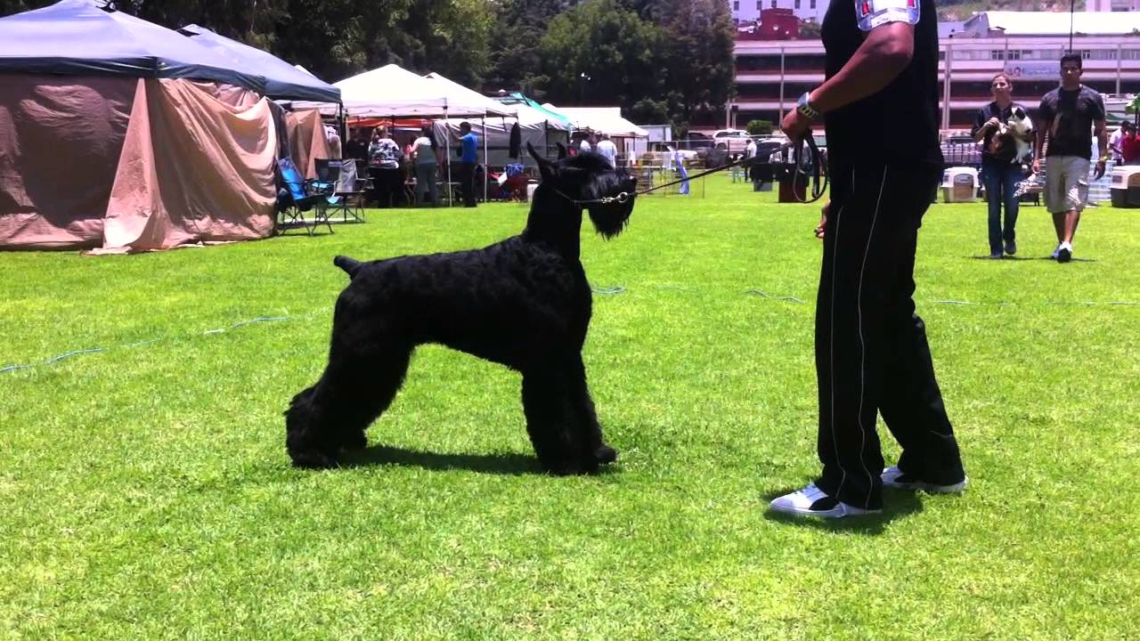 hi style giant schnauzers