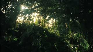 💚 View of Sunrays Through a Tree Branches | Sunlight passing | NCNC | Non Copyrighted Nature Clips
