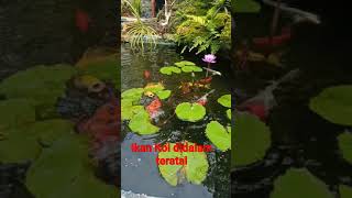 Download Lagu Ikan koi dikolam teratai ternyata mereka bisa bersahabat juga😘 MP3