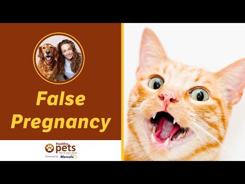 वीडियो: मादा बिल्लियों में झूठी गर्भावस्था