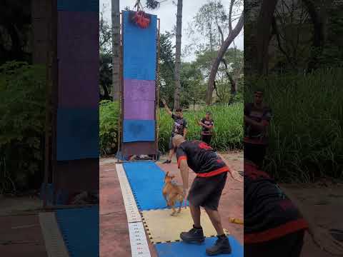 Lola - 4 metros #dog #viral #fy #pitbull