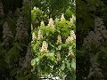 Краса #beautiful#nice#nature#beautful#cute#flowers