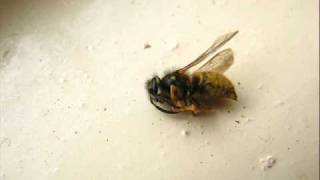 Pollination PSA