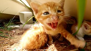 ママ猫の真似をして一生懸命シャーっと威嚇してくる子猫達
