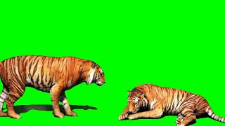 Green Screen Harimau (Tiger)