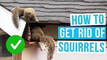 How to GET RID OF SQUIRRELS in garden, attic or roof space