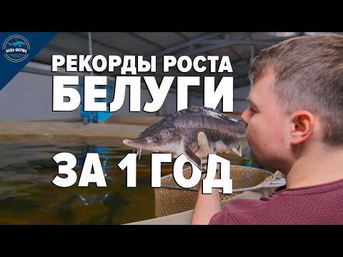 Видео: Рекорды роста Белуги и гибридов Калуги в узв на Акваферме за 1 ГОД