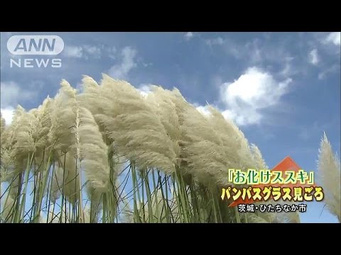 お化けススキ 500株 パンパスグラスが見ごろ 16 09 11 Youtube