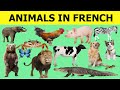 Learn French vocabulary for beginners - Animals name list in French - Animaux communs en Français