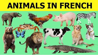 Learn French vocabulary for beginners - Animals name list in French - Animaux communs en Français screenshot 4