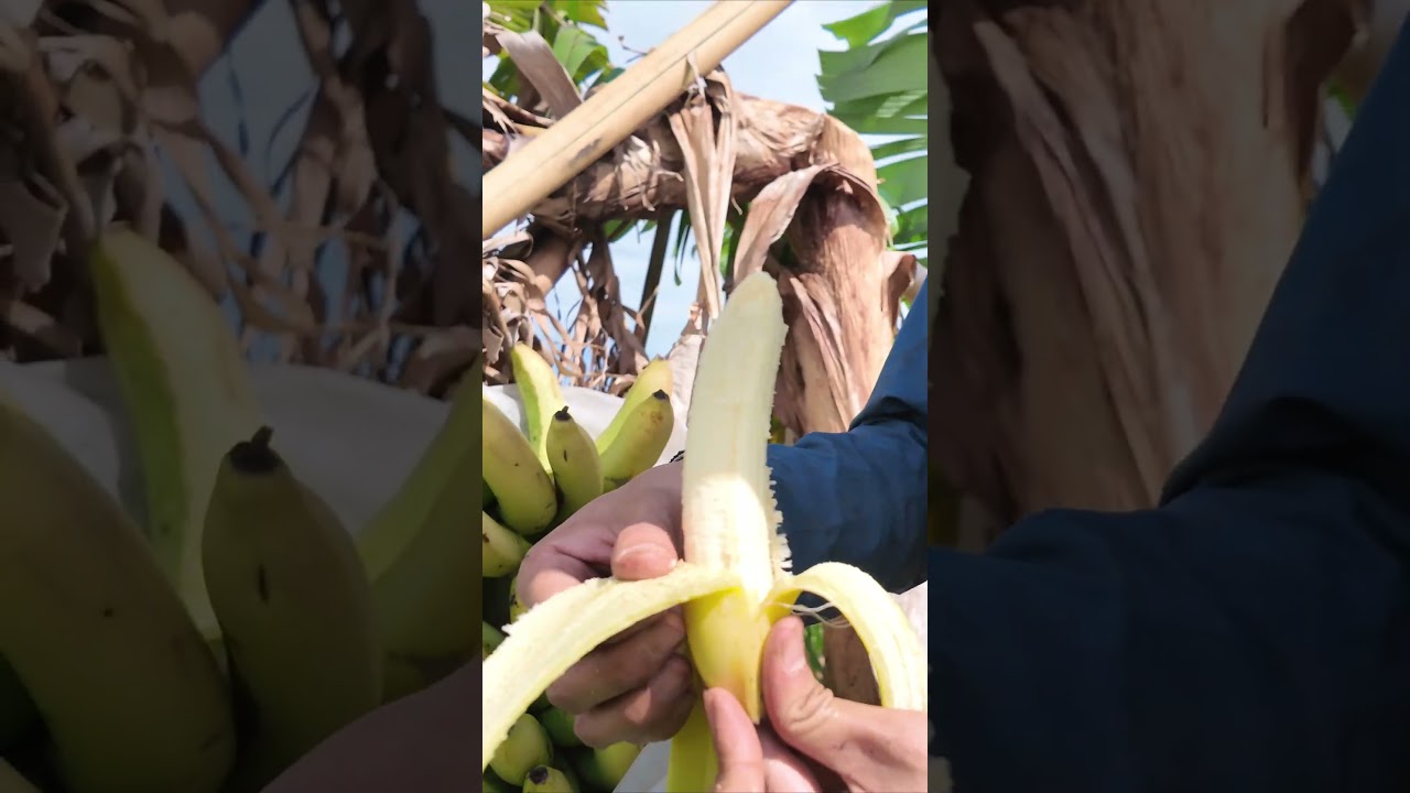 Eating ripe bananas in my farm 