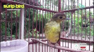 Pancingan Burung Brinji rambut tungir Gacor Mbeset kasar Ampuh untuk Bahan dan Ombyokan