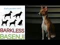 the BARKLESS basenji dog-tamil の動画、YouTube動画。