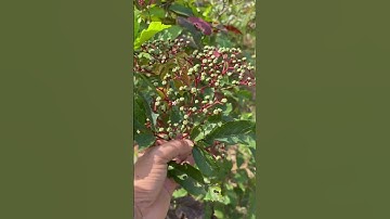 Cây gối hạc chữa bệnh đầu gối 0963256138