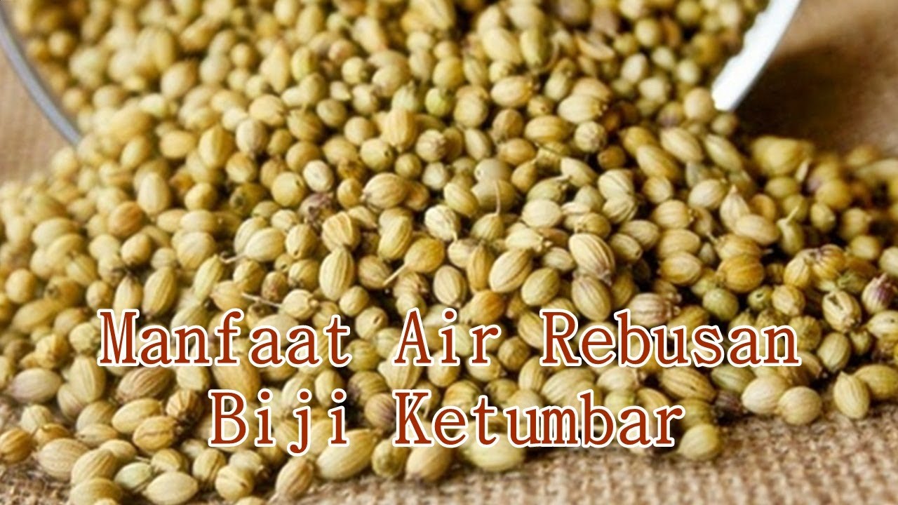 Manfaat Air Rebusan Biji Ketumbar 