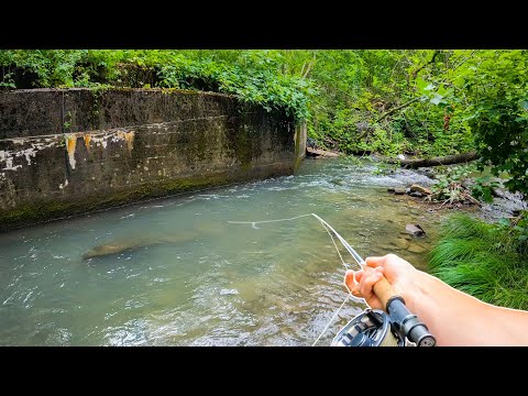 The Best Way To Catch Big Wild Brown Trout! (Fly Fishing)