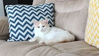 WEIRDEST CAT VIDEO IN THE WORLD by Handsome Cats 217 views 2 years ago 2 minutes, 25 seconds