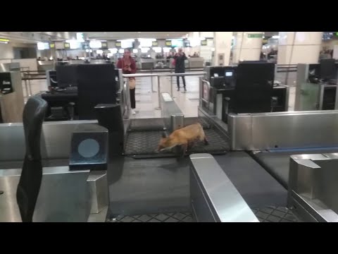 Fox Trots Around Russian Airport || ViralHog