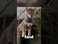 freundschaft zwischen einem menschen und einem wolf. #shorts #viralshorts #film