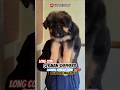 🔥Bengaluru Puppies 🔥 | ❤️LONG COAT GERMAN SHEPHERD Puppies Looking for Homes🏡🐶  #shorts