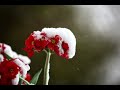 The ROOTLESS - YUKI (SALJU) versi Indonesia