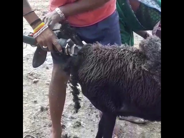 sheep hair cutting machine amazon