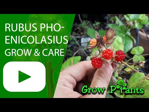 Rubus phoenicolasius-성장 및 관리 (와인 베리)