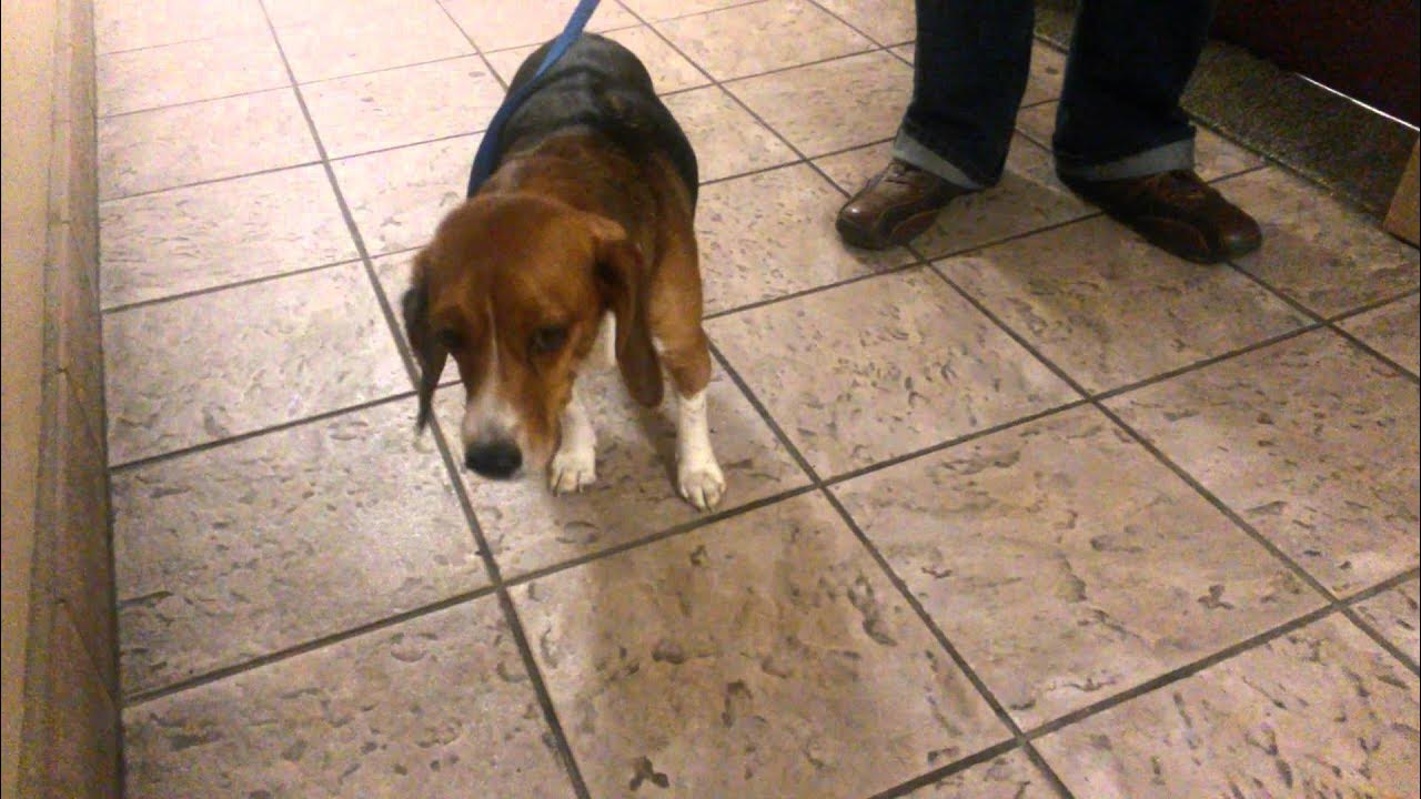 Reverse Dog Sneeze YouTube