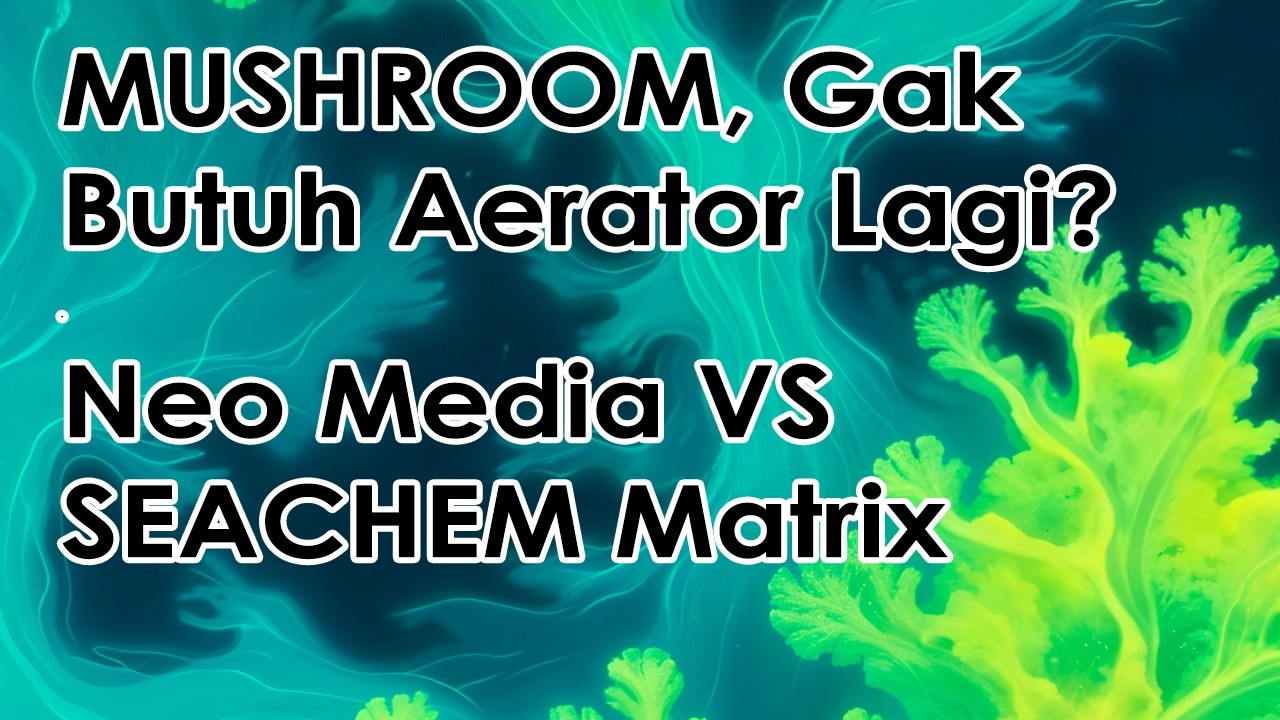 Mushroom Gak Butuh Aerator Lagi?, Neo Media VS Seachem Matrix