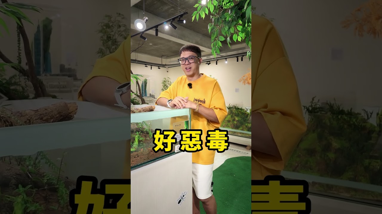 台灣超稀有的奴役型螞蟻物種 台灣螞蟻生態博物館 台灣螞蟻王 縮圖