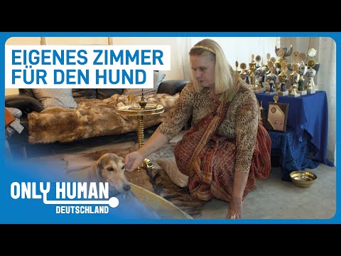 Video: Zweimal ins Tierheim zurückgekehrt, fand dieser ältere Hund endlich ihre Berufung