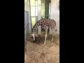 Bailey's Giraffe Calf Live Birth Video #2 of 3