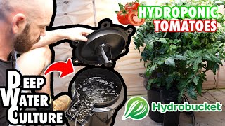 Deep Water Culture Tomatoes: The HydroBucket