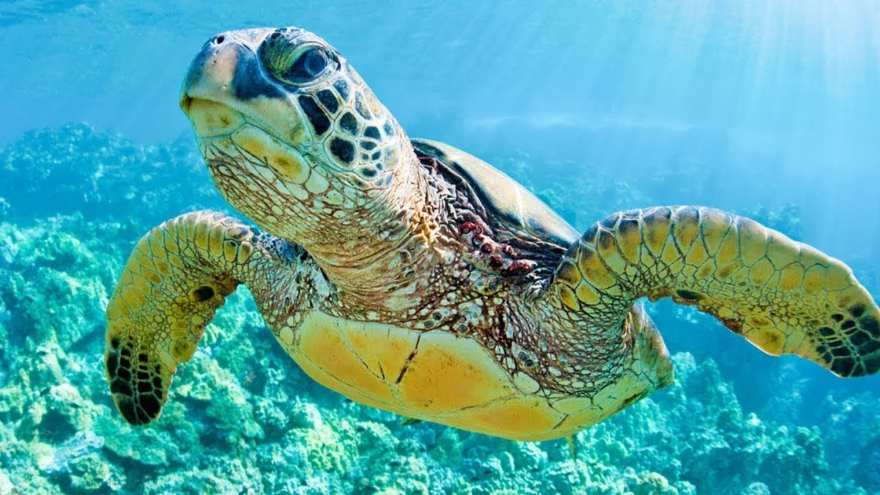 ilike turtles ilike turtles