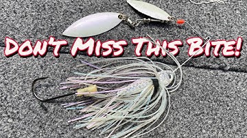 CATCH a LIMIT in 1 HOUR During the SHAD SPAWN