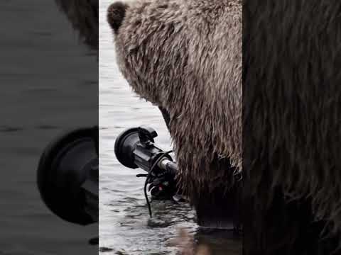 Grizzly Bear wants a camera of his own for once! 🎥🐻 #FilmingWildlife #GrizzlyBear #CanadaBear #bear