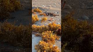 Someone’s Having Fun #ruddyrurnstone #shorebird #sargassum