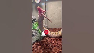 SNAKE feeding VIDEO FROZEN THAWED RATS #shorts #snake #python #ballpython #pets #rat #exotic  🐍🆚🐁