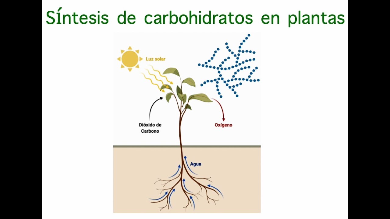 Distribucion De Los Carbohidratos En La Naturaleza