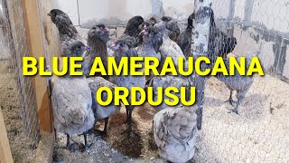 Mavi̇ci̇ Blue Ameraucana Takimimiz. Ümes Üstavuğu Çiftliği Ğal