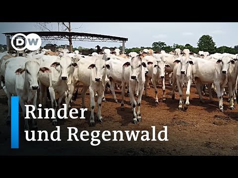 Video: Brasilien: Industrie und Landwirtschaft