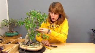 видео: Как удалить белый налет с коры деревьев. картинка: Как удалить белый налет с коры деревьев.