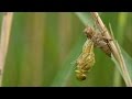 Birth of a dragonfly (vlog)