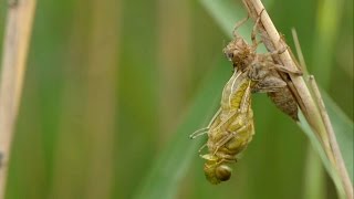 Birth of a dragonfly (vlog)