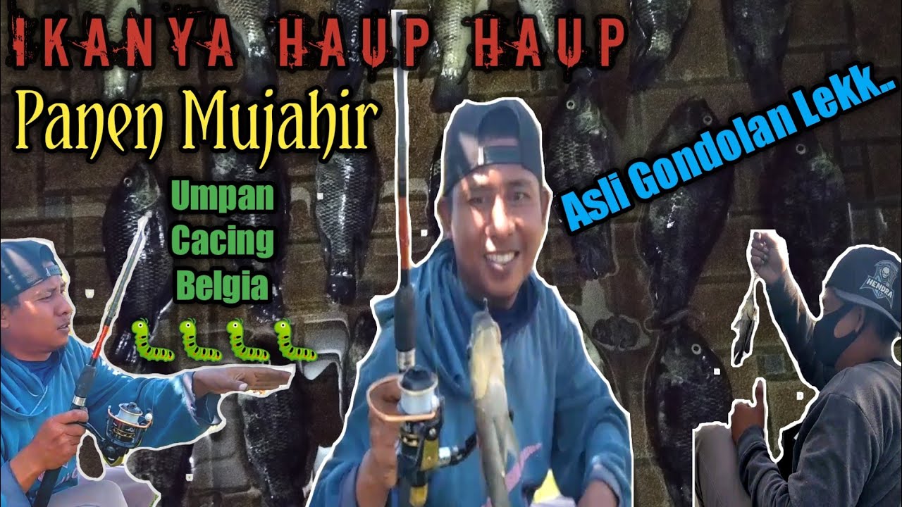 Mancing Di Tambak Dapat Ikan Hitam