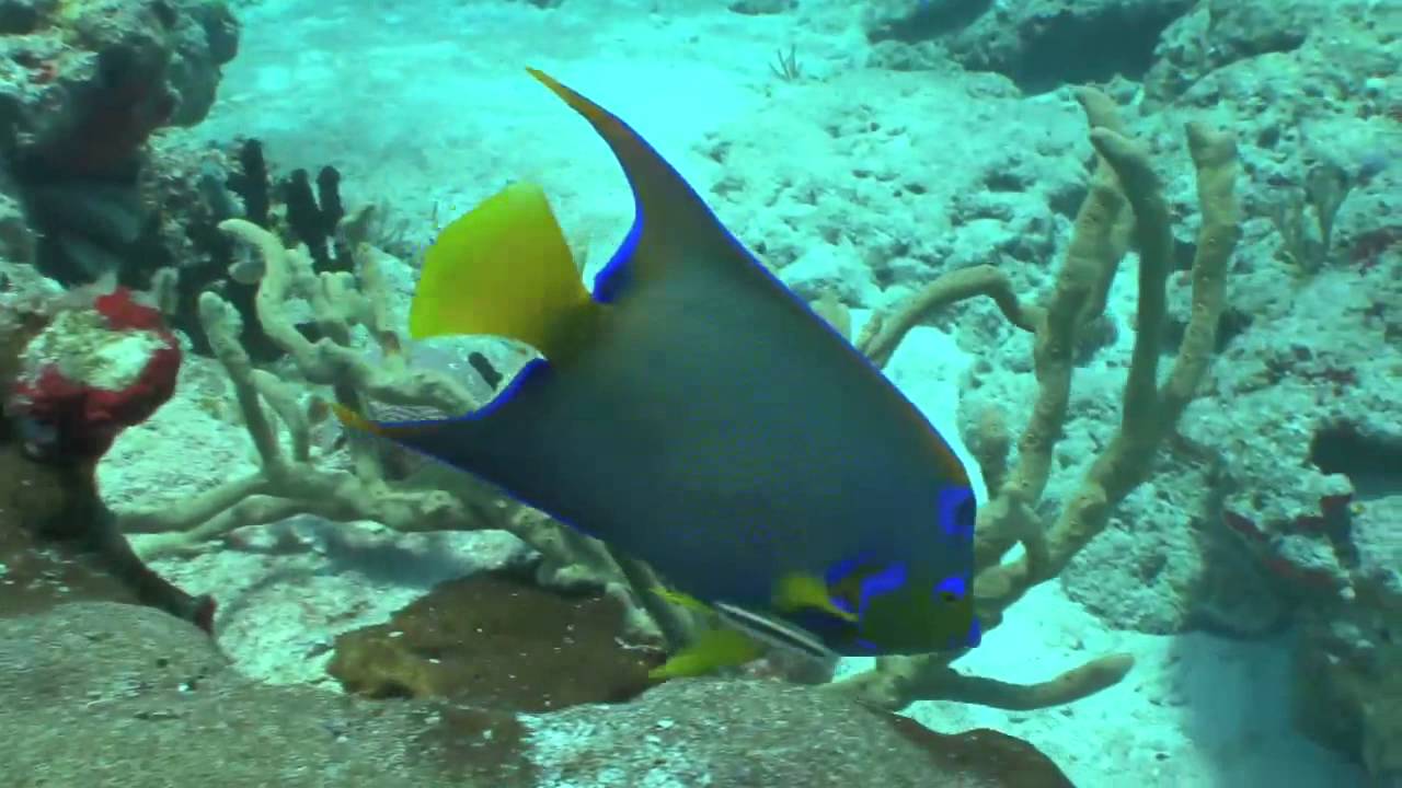 コスメル島ダイビング 14 Cozumel Youtube