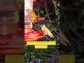 #music #love #meditation pS, this is has been altered by youtubes Ai. #lol #chilllofi
