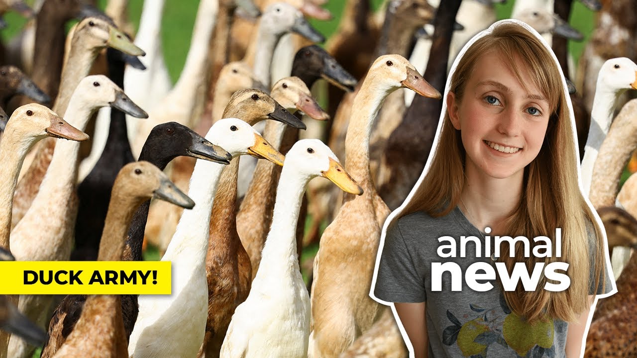 Army of pest-munching ducks keep South African vineyard blooming -  WeirdNews - Dunya News